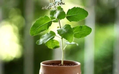 The Sacred Tulsi: Bringing Blessings into Your Home