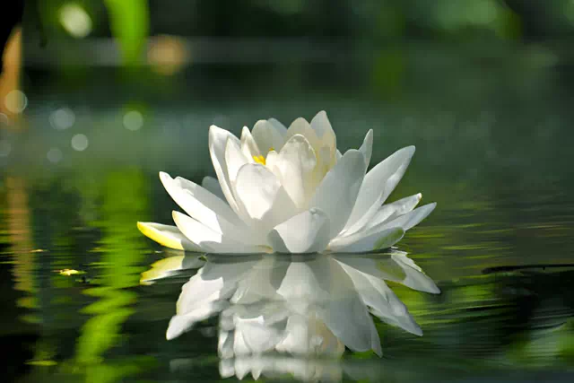 lotus in a water body